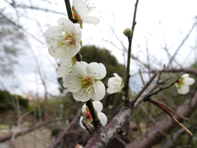【台北】大湖公園也有落羽松