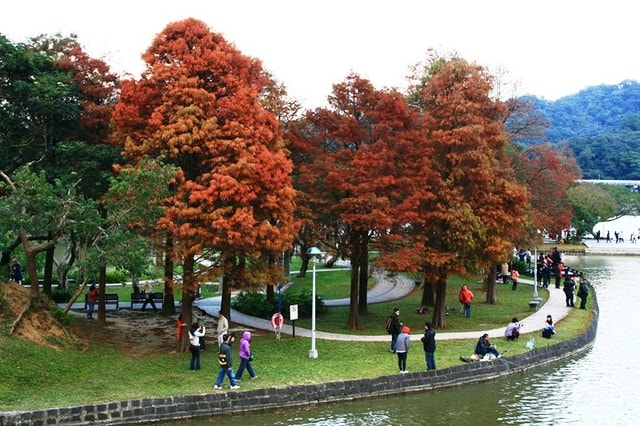 【台北】大湖公園也有落羽松