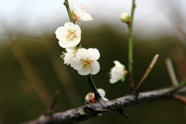 【台北】大湖公園也有落羽松