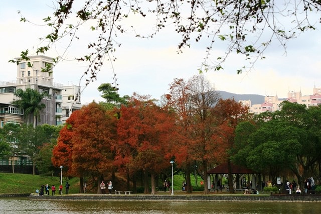 【台北】大湖公園也有落羽松
