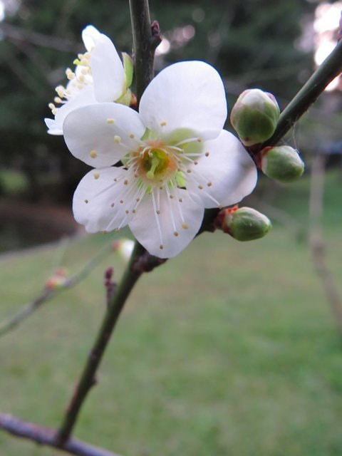 【台北】大湖公園也有落羽松