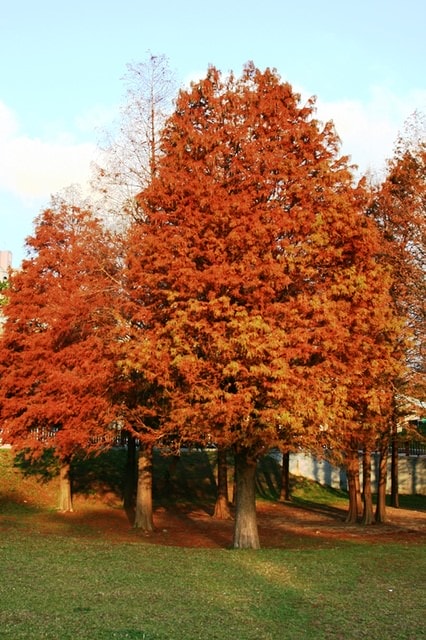 【台北】大湖公園也有落羽松