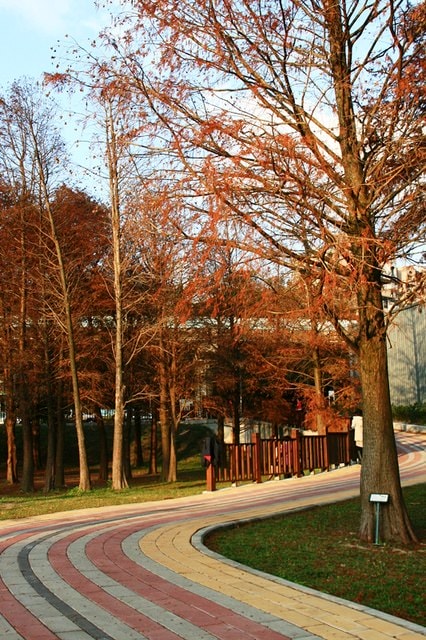【台北】大湖公園也有落羽松