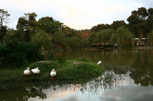 【台北】大湖公園也有落羽松