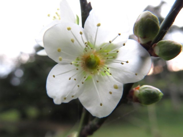 【台北】大湖公園也有落羽松