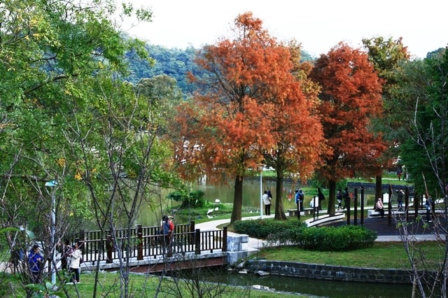 【台北】大湖公園也有落羽松