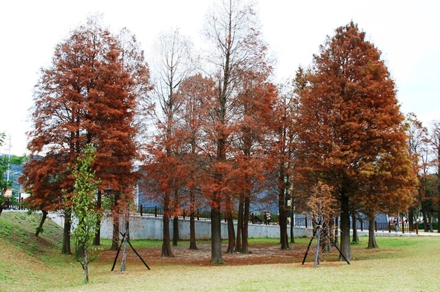 【台北】大湖公園也有落羽松