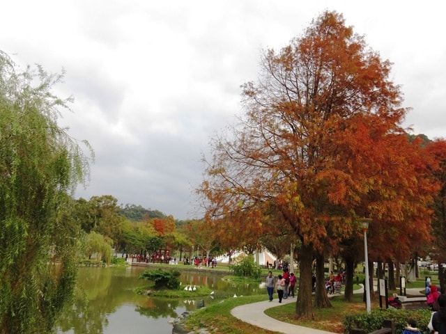 【台北】大湖公園也有落羽松