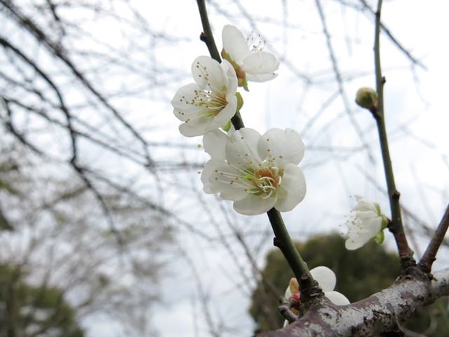 【台北】大湖公園也有落羽松