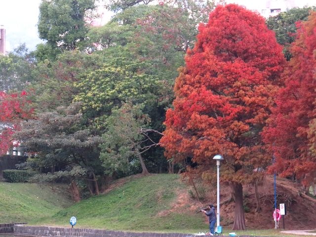 【台北】大湖公園也有落羽松