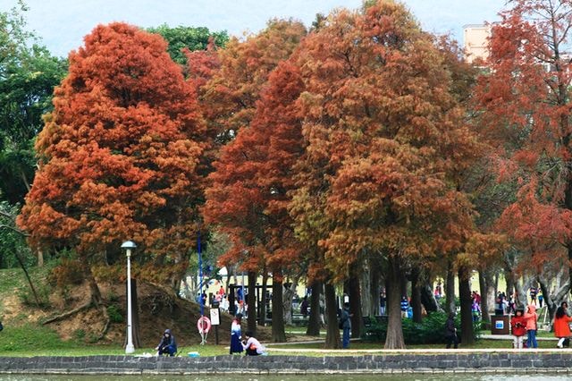 【台北】大湖公園也有落羽松
