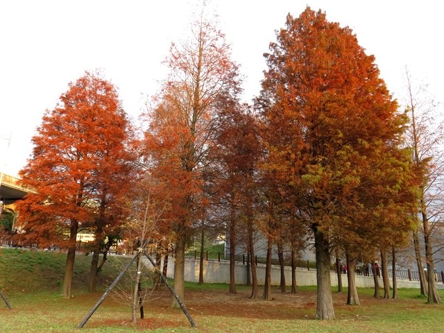 【台北】大湖公園也有落羽松