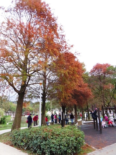 【台北】大湖公園也有落羽松