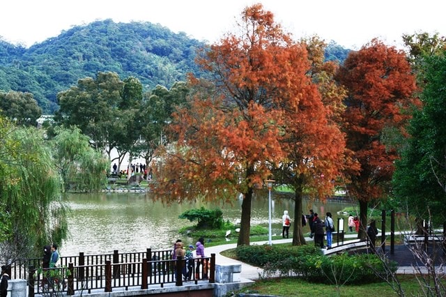 【台北】大湖公園也有落羽松