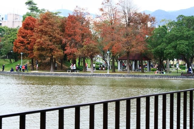 【台北】大湖公園也有落羽松