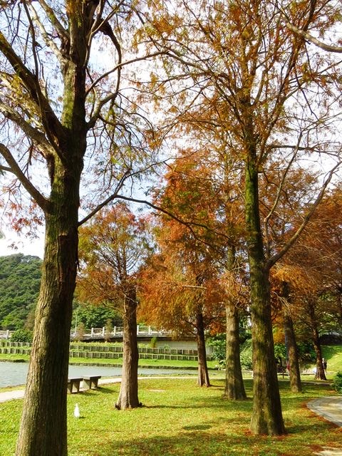 【台北】再訪大湖公園