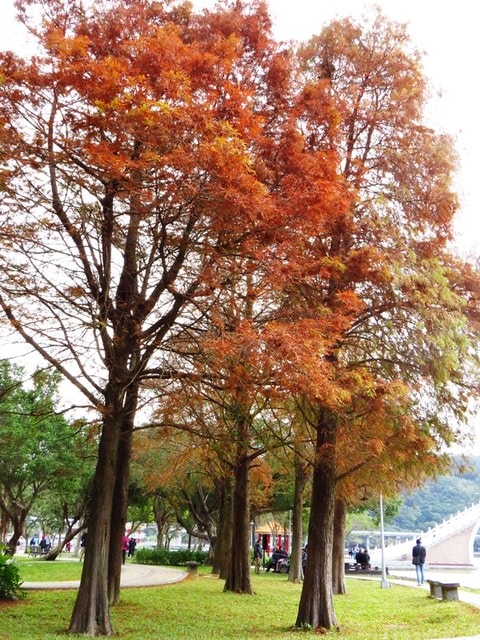【台北】再訪大湖公園