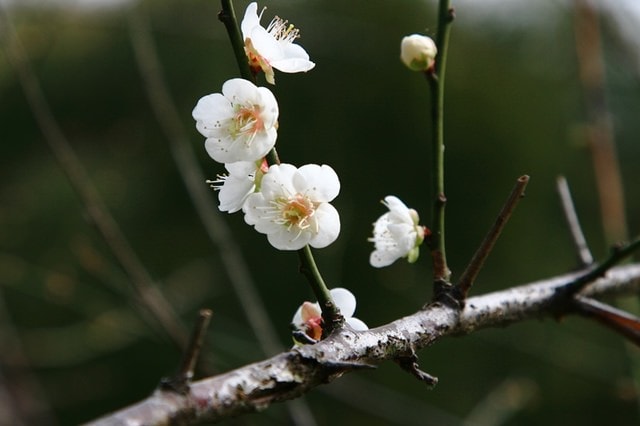 【台北】再訪大湖公園