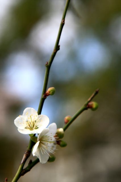 【台北】再訪大湖公園