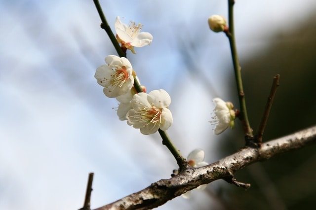 【台北】再訪大湖公園