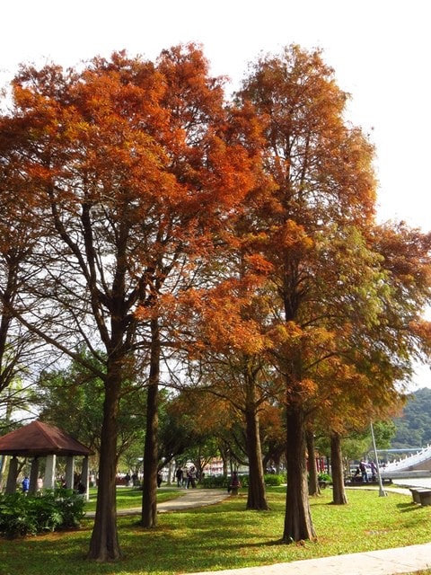 【台北】再訪大湖公園