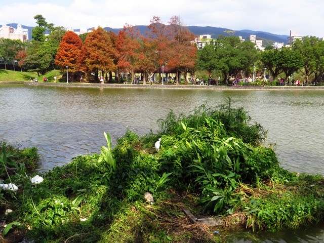 【台北】再訪大湖公園