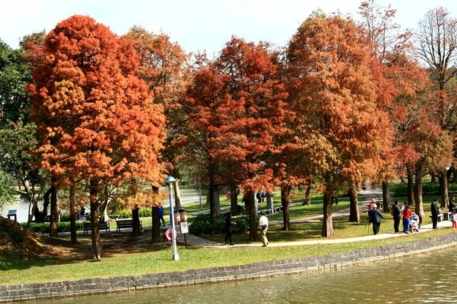 【台北】再訪大湖公園