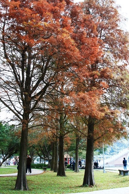 【台北】再訪大湖公園