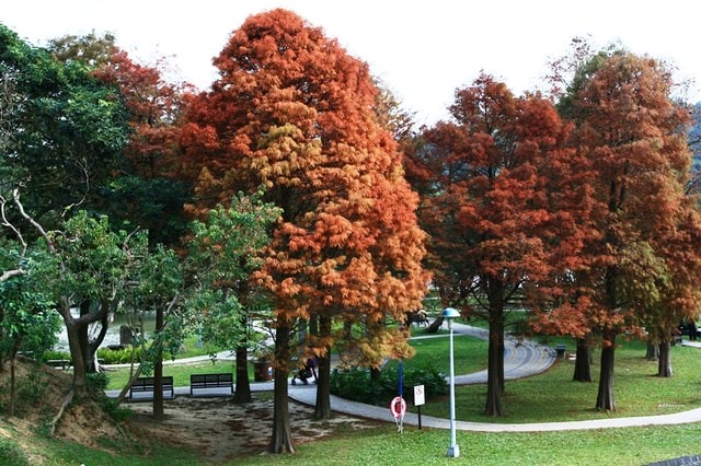 【台北】再訪大湖公園