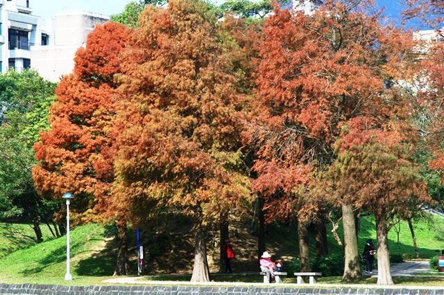 【台北】再訪大湖公園