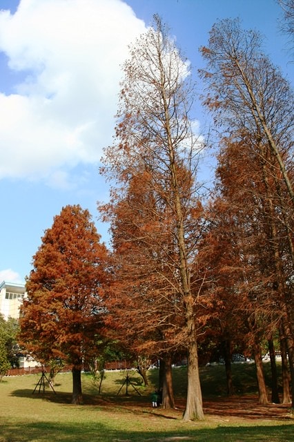 【台北】再訪大湖公園