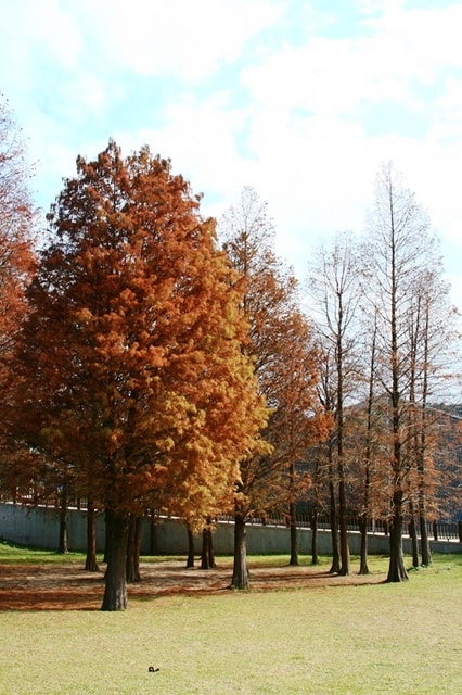 【台北】再訪大湖公園
