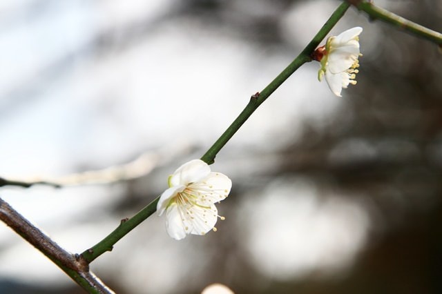 【台北】再訪大湖公園