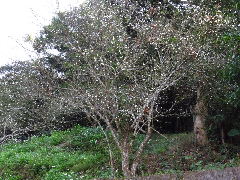 【台南】崁頭山、【高雄】田寮月世界