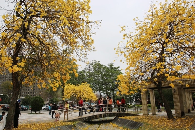【台中。豐富公園】黃花風鈴木