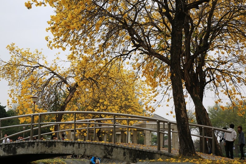 【台中。豐富公園】黃花風鈴木