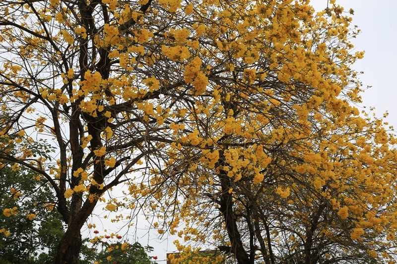 【台中。豐富公園】黃花風鈴木
