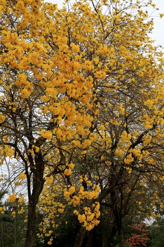 【台中。豐富公園】黃花風鈴木