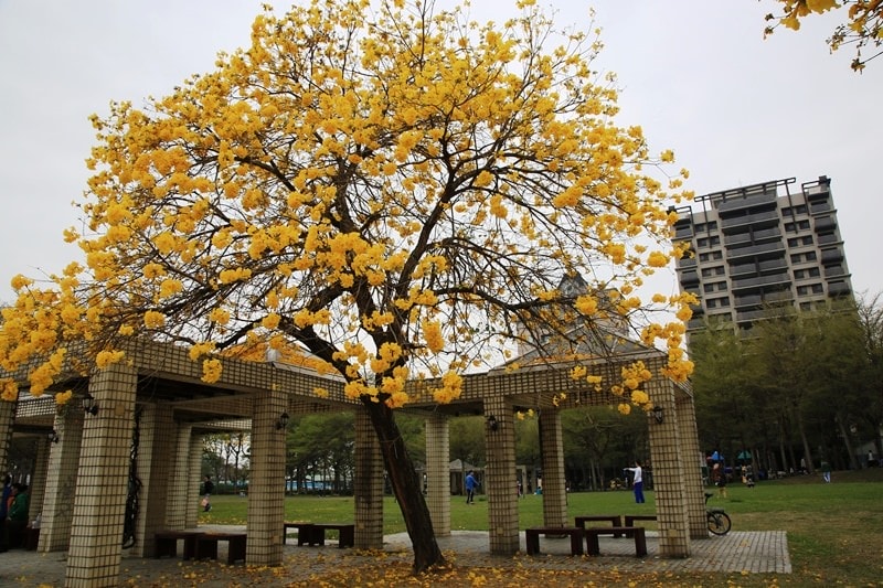 【台中。豐富公園】黃花風鈴木