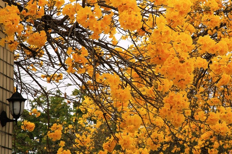 【台中。豐富公園】黃花風鈴木
