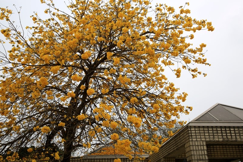 【台中。豐富公園】黃花風鈴木