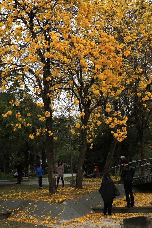 【台中。豐富公園】黃花風鈴木