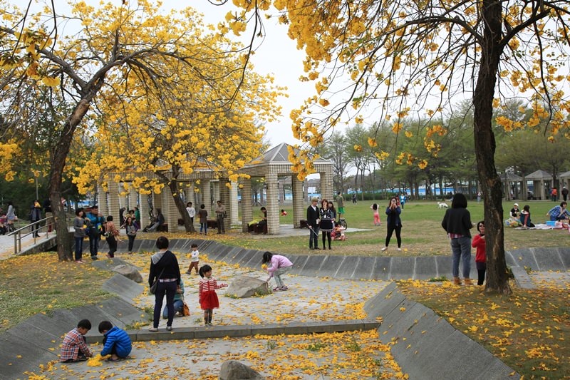 【台中。豐富公園】黃花風鈴木
