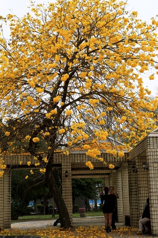 【台中。豐富公園】黃花風鈴木