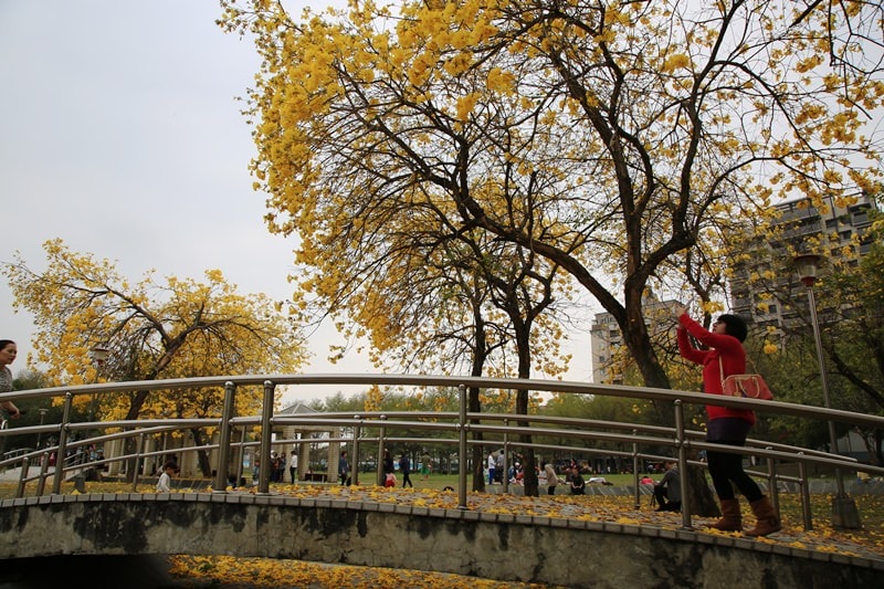 【台中。豐富公園】黃花風鈴木