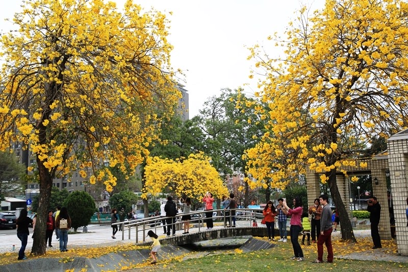【台中。豐富公園】黃花風鈴木