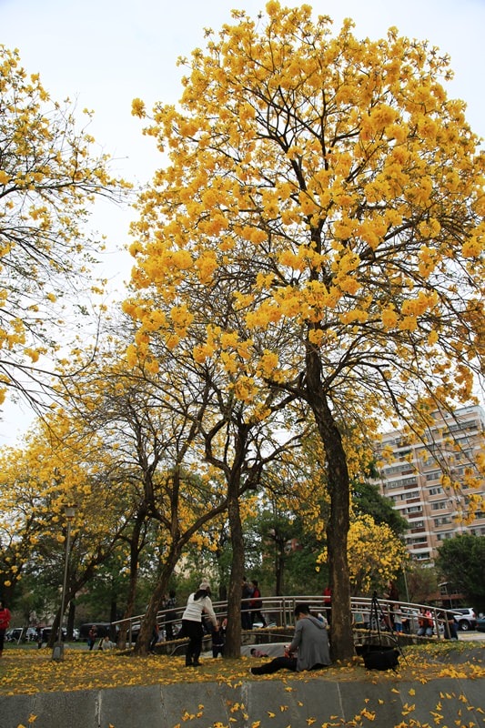 【台中。豐富公園】黃花風鈴木