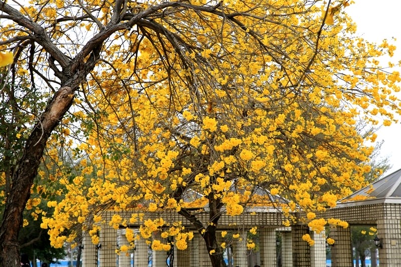 【台中。豐富公園】黃花風鈴木
