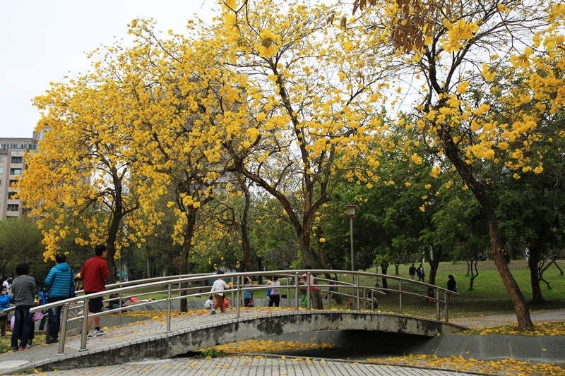 【台中。豐富公園】黃花風鈴木