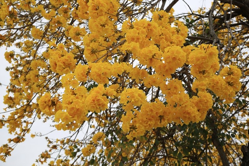 【台中。豐富公園】黃花風鈴木